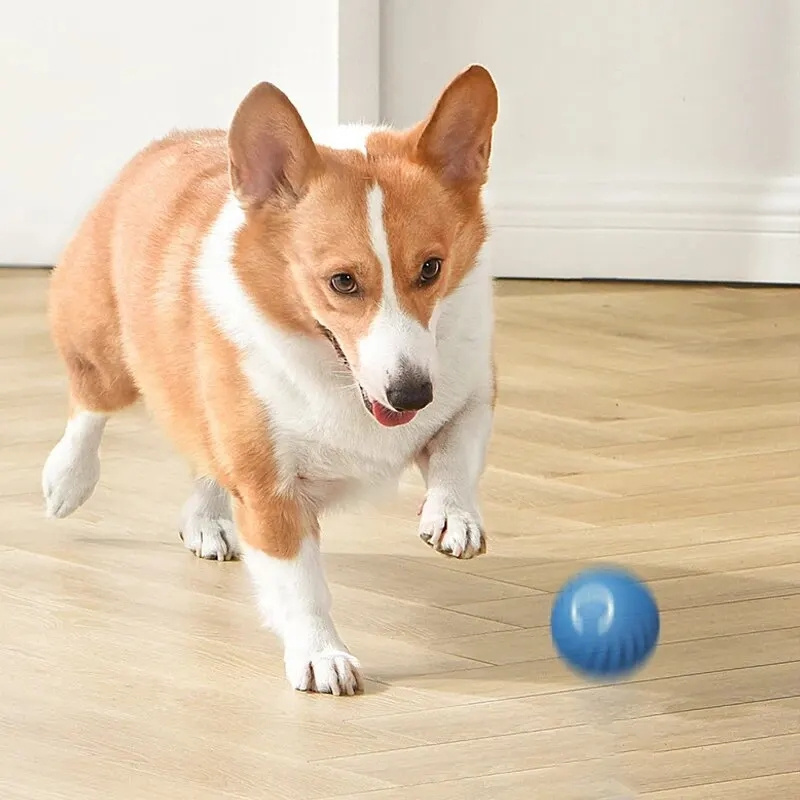 USB Charging Automatic Bouncin - Automatic Moving Dog Ball ulasan dan harga