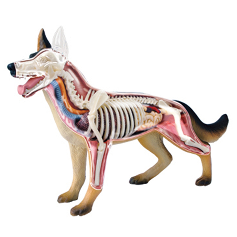 Animal Organ Anatomy Model 4D  - Dog Toys ulasan dan harga